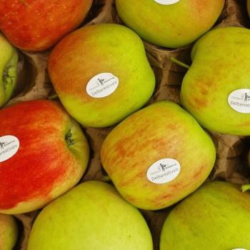 Apfel Sorte: Delbarestivale